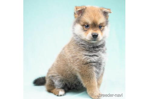 成約済の千葉県のミックス犬-189231の3枚目